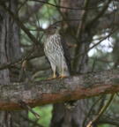 coopers hawk astur cooperii mallory 5874 14aug26