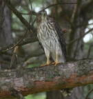 coopers hawk astur cooperii mallory 5873 14aug26