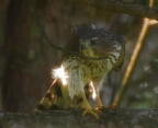 coopers hawk astur cooperii mallory 5853 14aug26