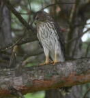coopers hawk astur cooperii mallory 5871 14aug26