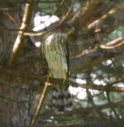 coopers hawk astur cooperii mallory 5859 14aug26