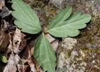 broad leaved toothwort dentaria diphylla 8980 george thompson 14apr20