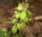 broad leaved helleborine epipactis helleborine mallory ave 6291 2aug23