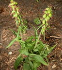 broad leaved helleborine epipactis helleborine mallory ave 6290 2aug23
