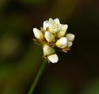arrow vine persicaria sagittata farm 6001 11sep26