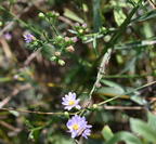 azure aster symphyotrichum oolentangiense farm 5971 11sep26