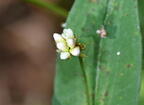 arrow vine persicaria sagittata farm 6002 11sep26