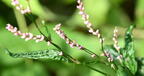 bristly ladys thumb persicaria longiseta farm 6005 11sep26