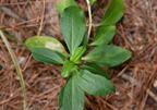 bouncing bet saponaria officinalis farm 5999 11sep26