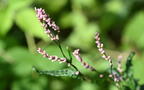 bristly ladys thumb persicaria longiseta farm 6006 11sep26