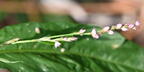 bristly ladys thumb persicaria longiseta farm 6008 11sep26