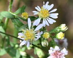 heath aster symphyotrichum ericoides farm 5994 11sep26