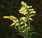 canadian goldenrod solidago canadensis farm 5969 11sep26