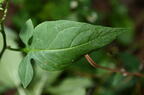 nightshade solanum dulcamara farm 6004 11sep26