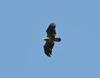 bald eagle haliaeetus leucocephalus farm 5988 11sep26