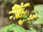 hoverfly eristalis dimidiata farm 5974 11sep26
