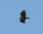 bald eagle haliaeetus leucocephalus farm 5989 11sep26