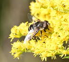 hoverfly eristalis dimidiata farm 5982 11sep26