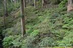 nikko 9jun16s