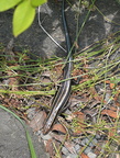 japanese skink shinjuku park 8jun17ab