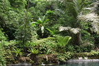jungle2 hidden valley 20may16