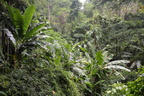 jungle3 hidden valley 20may16