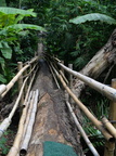 fallen tree hidden valley 20may16