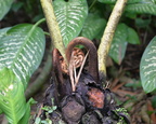 fern fronds 20may16b