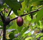 cocoa hidden valley 20may16