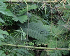 ferns hidden valley 20may16