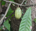 cocoa2 hidden valley 20may16