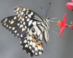 butterfly 23may16