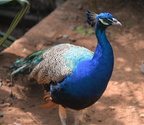 peacock 26may16
