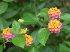 hydrangea 27may16