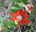 red flower cesars neighbor 27may16