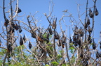 fox bats hundred islands 28may16