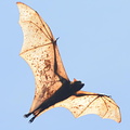 fox bat 26may16c enhanced