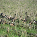 ducks baler 31may16a