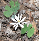 bloodroot 15apr17g