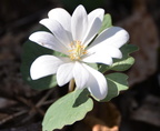 bloodroot 20apr16