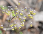 blue cohosh 15apr17