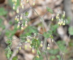 blue cohosh 15apr17b