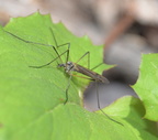 crane fly 15apr17
