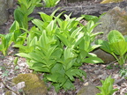 false hellebore 15apr17