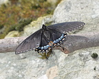 female tiger swallowtail black morph 15apr17d enhanced
