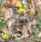 golden ragwort 15apr17