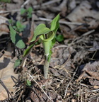 jack in the pulpit 20apr16