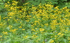 Goldenragwort