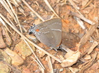 northern hairstreak 15apr17