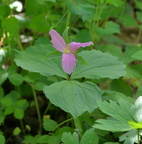 red trillium 15may15